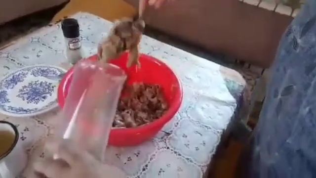 Из города в лес