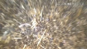 Разведение червей на Дубовых листьях.Продолжение, с торфом и соломой