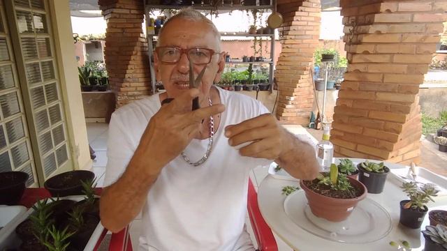 VIDEO 093 ECHEVERIA GILVA BRONZE смотреть онлайн