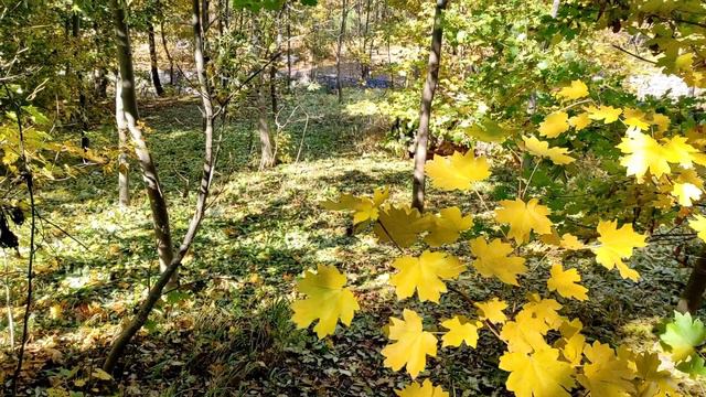 Я рисую осень смотреть онлайн