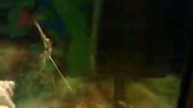 Акваріумні рибки смотреть онлайн