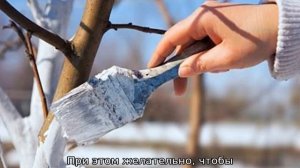Побелка яблонь весной (чем белить)