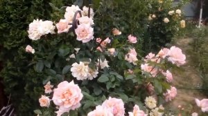 Роза плетистая Compassion и  роза Симпати  в начале  июля 2017     # мой сад # розы