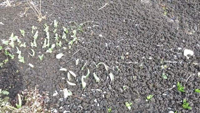 Калиновка и Алёнин сад / Выпал снег в марте...