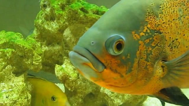 Разнообразие пресноводных рыбок смотреть онлайн