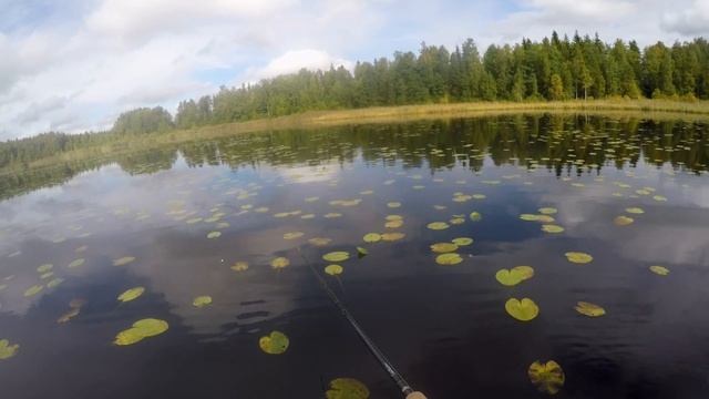 Щука на 3.5 кг и 5+ кг обрывает плетёнку. Осенняя ловля щуки на небольшом водоёме. Осень 2017. смотреть онлайн