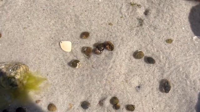 Hermit Crab Heaven: adventure смотреть онлайн