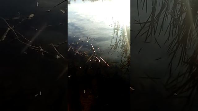 Неприхотливые цветы для склонов, очиток видный смотреть онлайн