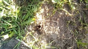 Пауки тарантулы в каждом огороде! Ужас о котором многие не знают! Экологическая борьба с ними!