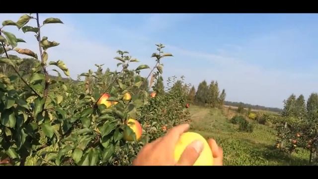 Яблоня сорт Голден Владимирский смотреть онлайн
