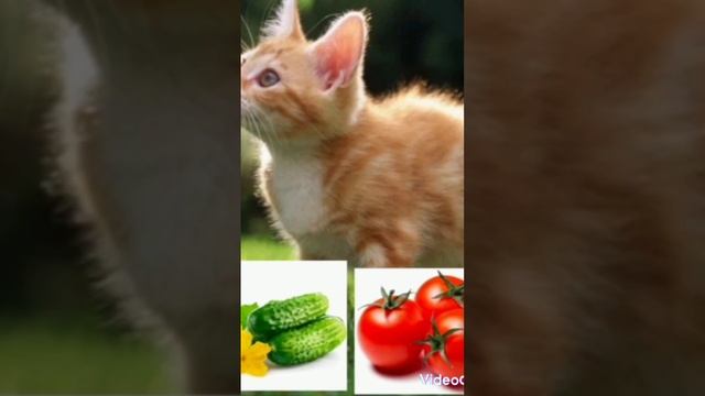 а что выбериш ты огурец или помедор? ✨?/?✨#котик #животные #еда #explore #bgmi смотреть онлайн