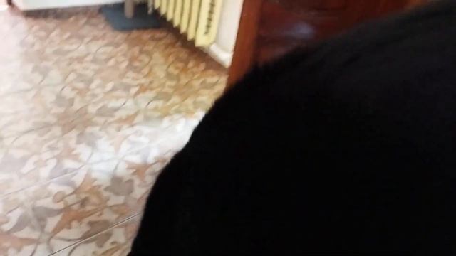 вид Ворюга Обыкновенный смотреть онлайн