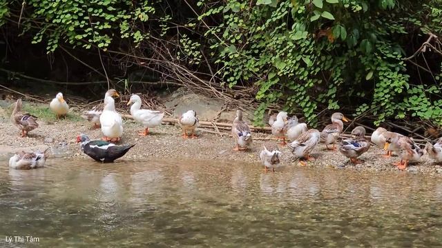 Harvest corn - How to boil corn bring it to the market to sell - Gardening | Ly Thi Tam смотреть онлайн
