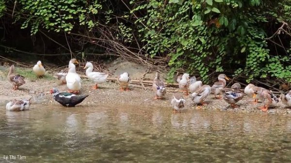 Harvest corn - How to boil corn bring it to the market to sell - Gardening | Ly Thi Tam