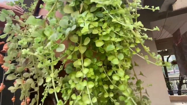 Pilea drepressa /baby tears -मराठी смотреть онлайн