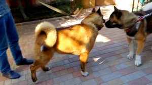 Знакомство. Американская Акита. Acquaintance. American Akita.