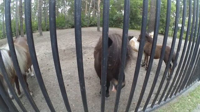 Мини-кони. Новосибирский зоопарк. (27.07.2015) смотреть онлайн