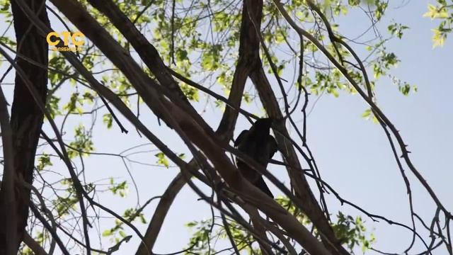 В Челябинске вороны накаркали себе проблемы смотреть онлайн