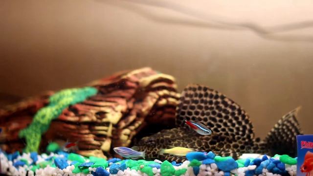 Парчовый сом Иннокентий ест корм/ Pterygoplichthys gibbiceps Innokenty eat food (short) смотреть онлайн