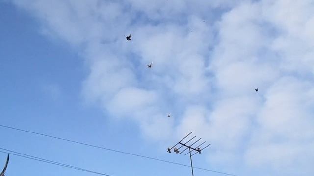 голуби Донбасса 12.11.21г. первые результаты. смотреть онлайн