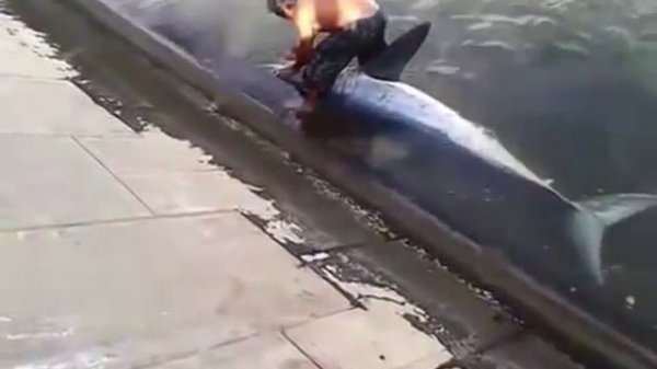 Атака Акулы / shark attack