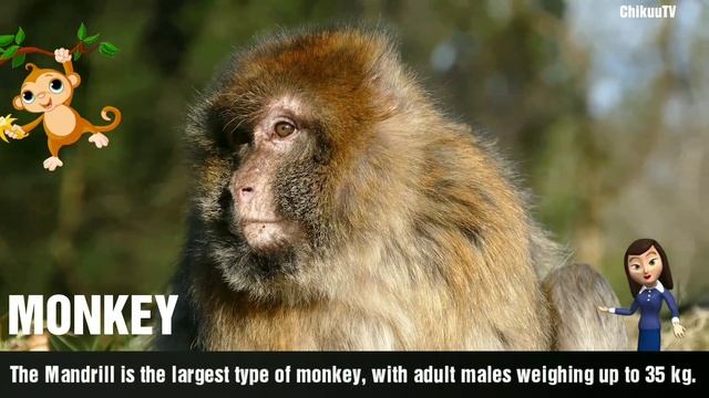 Monkey facts | MONKEY: Animals for children| Preschool learning | Learning Animals смотреть онлайн