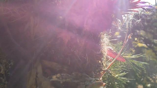 Tillandsia ionantha - Seeds Being Wind Dispersed смотреть онлайн