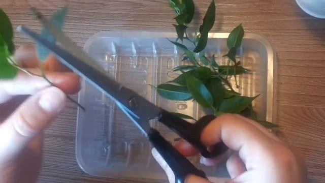 Фикус Бенджамина сорт Наташа. Укоренение, размножение. смотреть онлайн