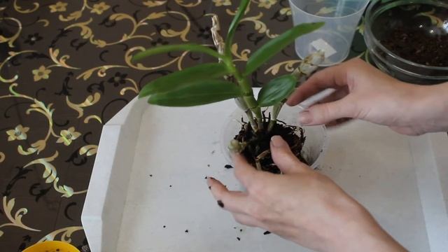 Дендробиум: пересадка-перевалка в больший горшок!!! смотреть онлайн