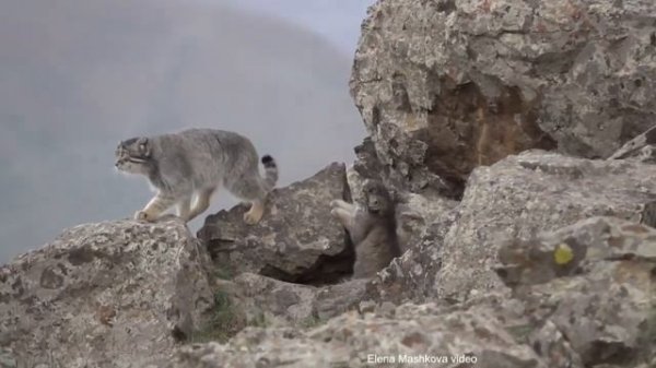 Manul, кошка-манул и котята, Монголия