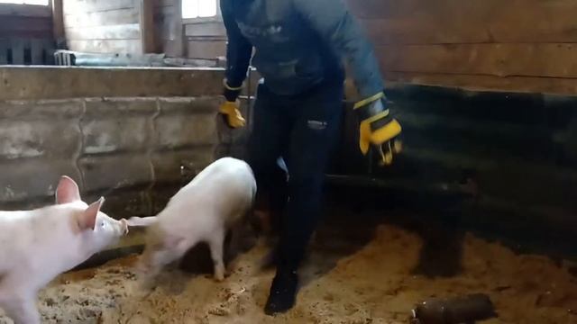 как может выглядеть часотка у свиней/освещение в сарае/поросята подрасли/натяжные потолки смотреть онлайн