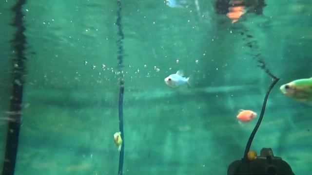 Тернеция Глофиш.Glofih смотреть онлайн