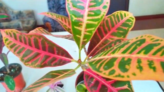 Indoor Flowers/ Комнатные цветы. Цветочные новости