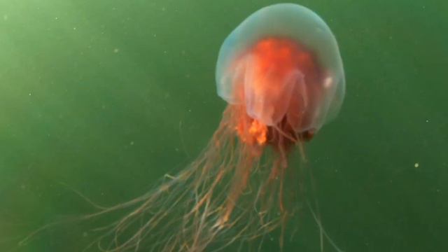 Белое море 2021 смотреть онлайн