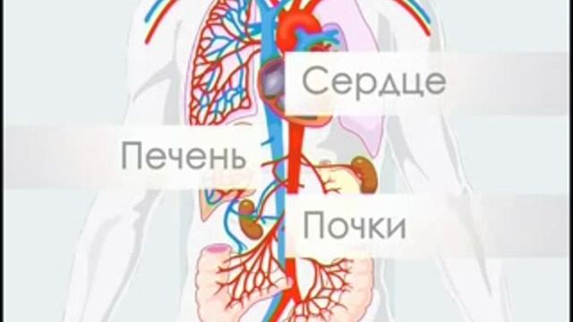 Биология 23. Виды полезных бактерий. Огурец. Уж обыкновенный — Академия занимательных наук смотреть онлайн