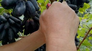 Виноград кишмиш Аватар 2022.