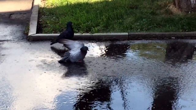 Московская жара. Голубь моется. смотреть онлайн