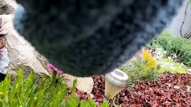 формирование горной сосны? 10.05.2023г. часть 1 смотреть онлайн