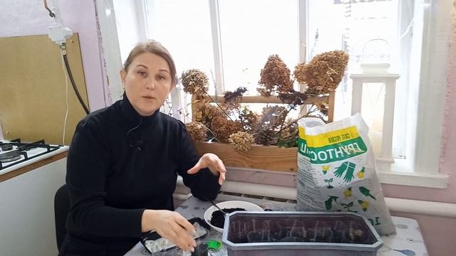 Посев горького ПЕРЦА на рассаду пророщенными семенами?#рассада#перец#горькийперец#рассадаперца#сад смотреть онлайн