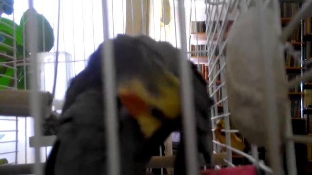 Попугай корелла Саша разговаривает