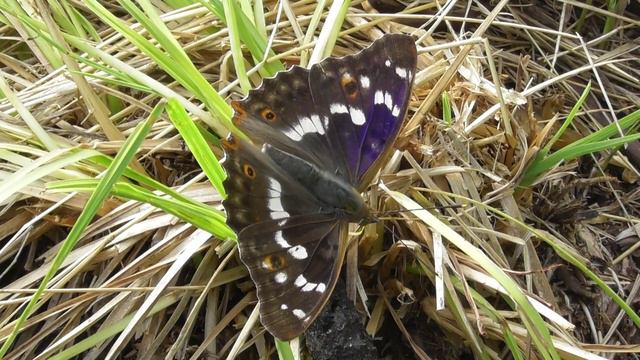 Бабочка. Переливница тополёвая ( Apatura ilia ) смотреть онлайн