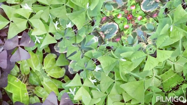 Jamaican Tropical Garden Plants