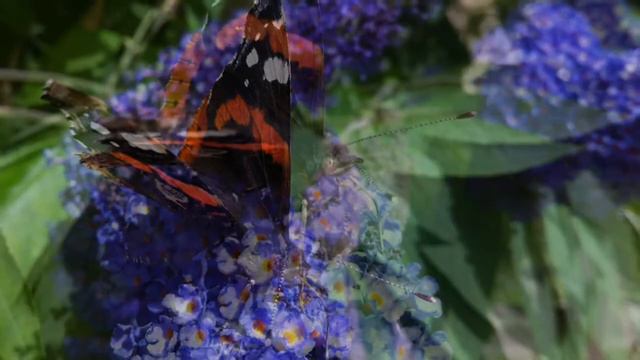 sommerfuglebusk i Ballerup смотреть онлайн