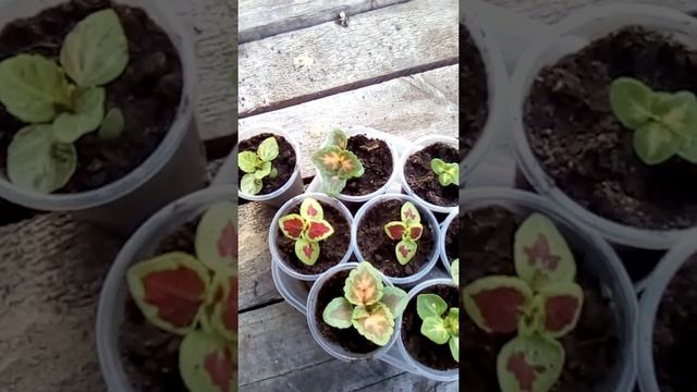 Колеус из семян.#колеус
