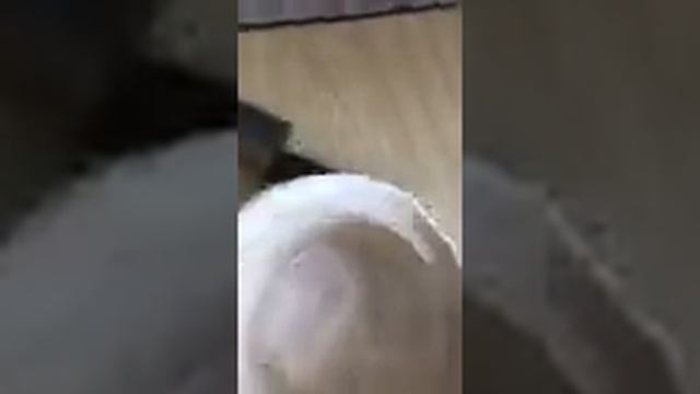 Как очистить заговоренные монеты смотреть онлайн