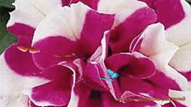 Петуния махровая Дуо Роуз энд Вайт ? обзор: как сажать, семена петунии Дуо Роуз энд Вайт смотреть онлайн