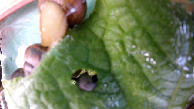 За сколько минут улитки съедят огурец