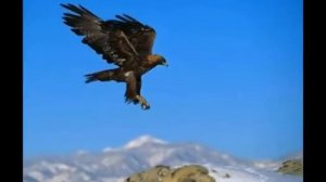 Вдохновляющий полет орла