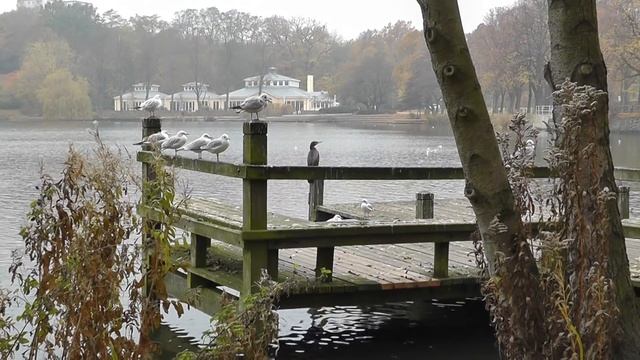 kormoran смотреть онлайн