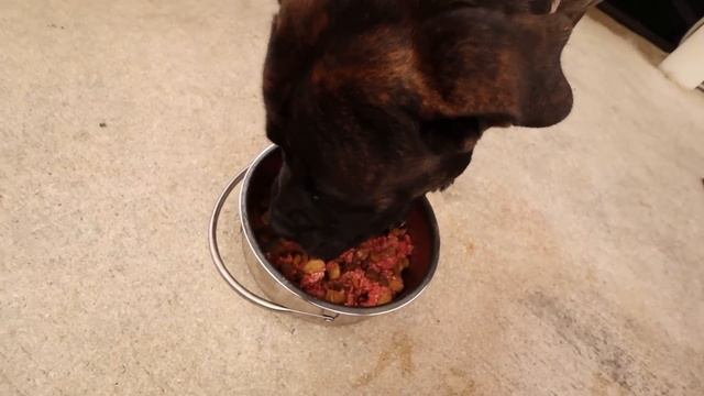 MY PREGNANT DOG IS HAVING PUPPIES ! WHAT NOW ?! смотреть онлайн
